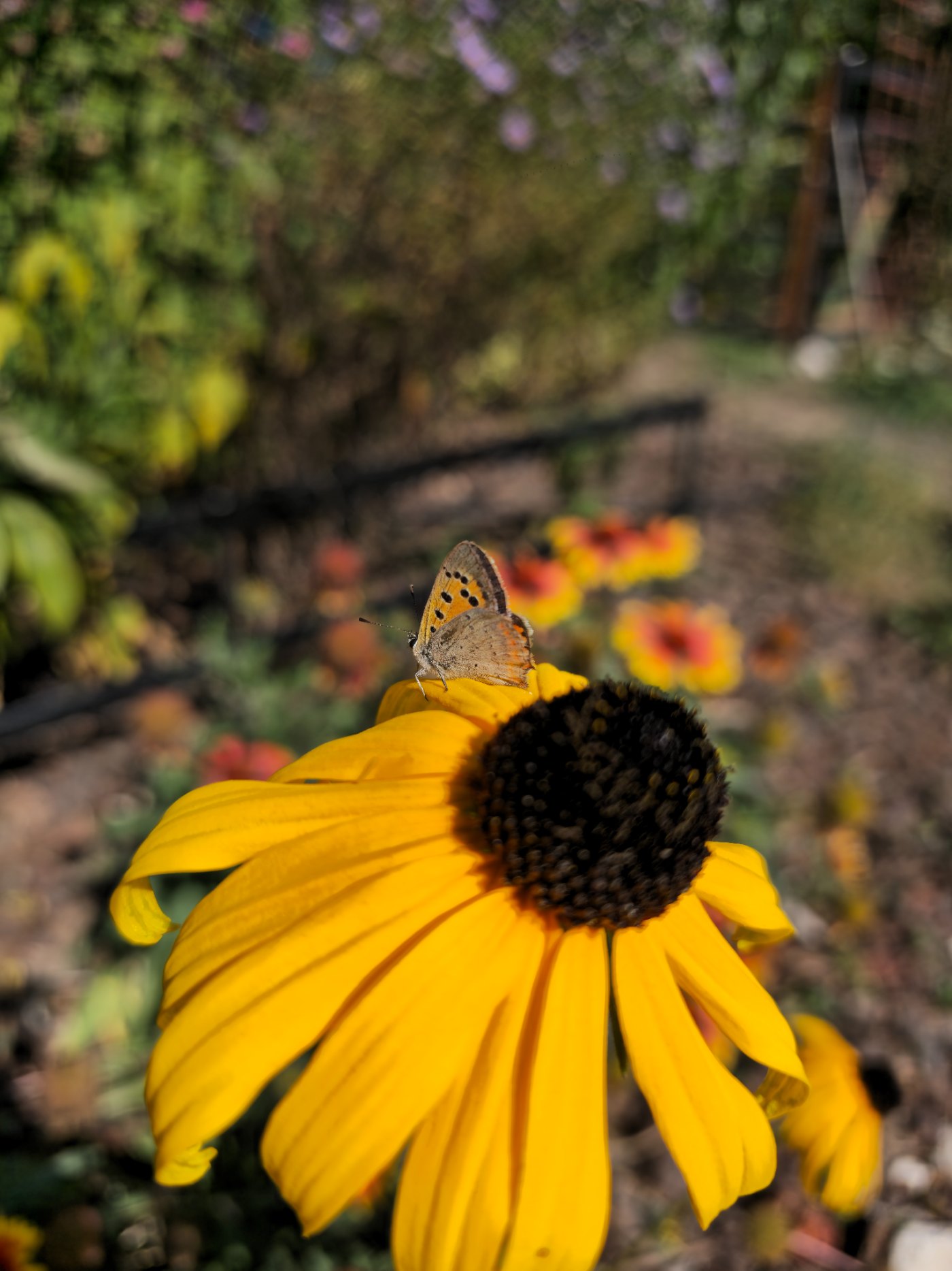 Fluture pe o floare galbenă de rudbeckia, fotografie macro cu fundal neclar — antrenarea ochiului pentru culoare și textură